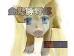 buta999.jpg